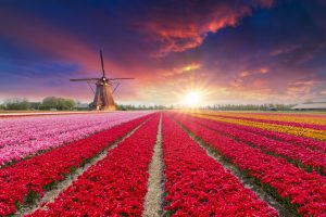Landscape with tulips, traditional dutch windmills and houses near the canal in Zaanse Schans, Netherlands, Europe.