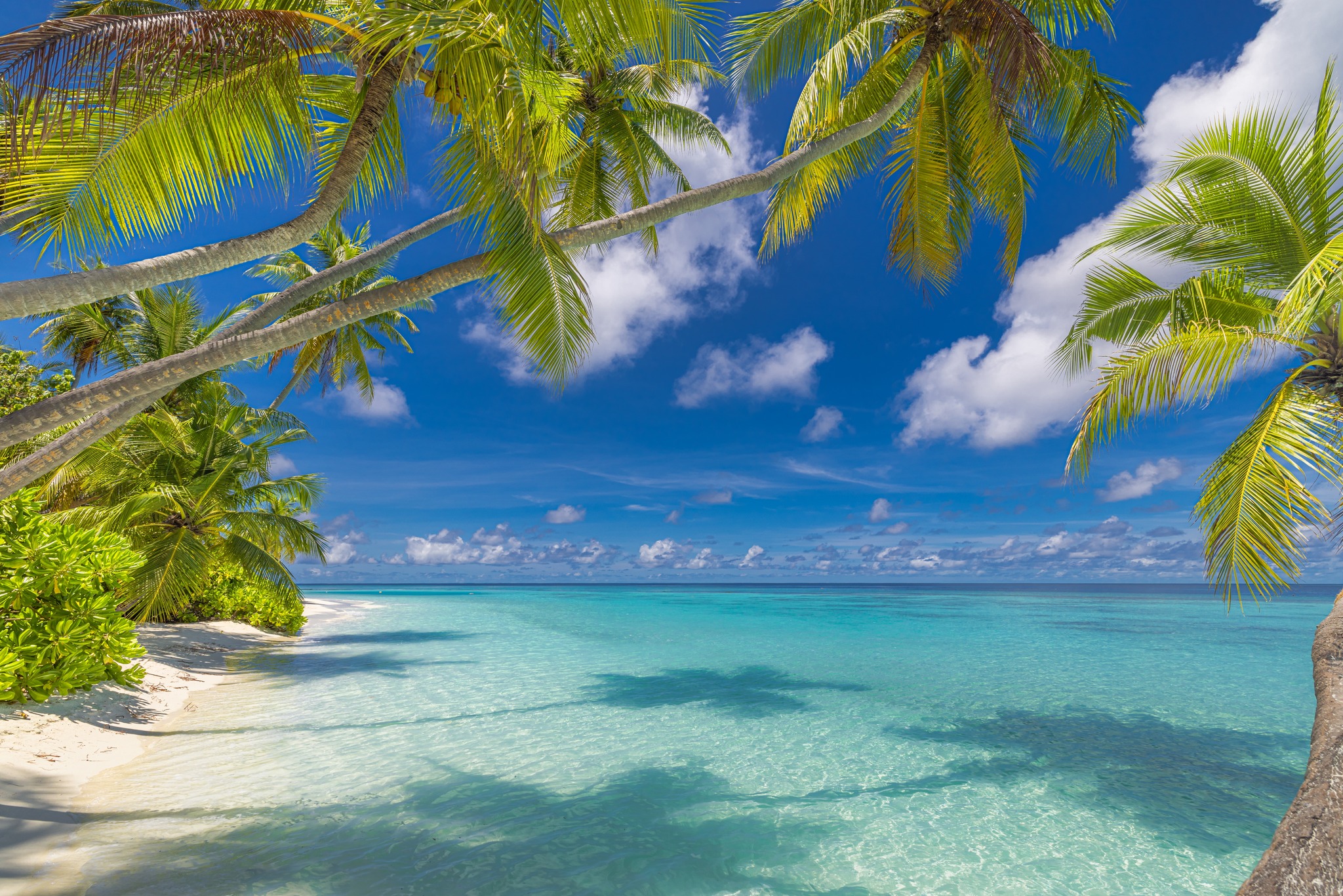Bahamas app